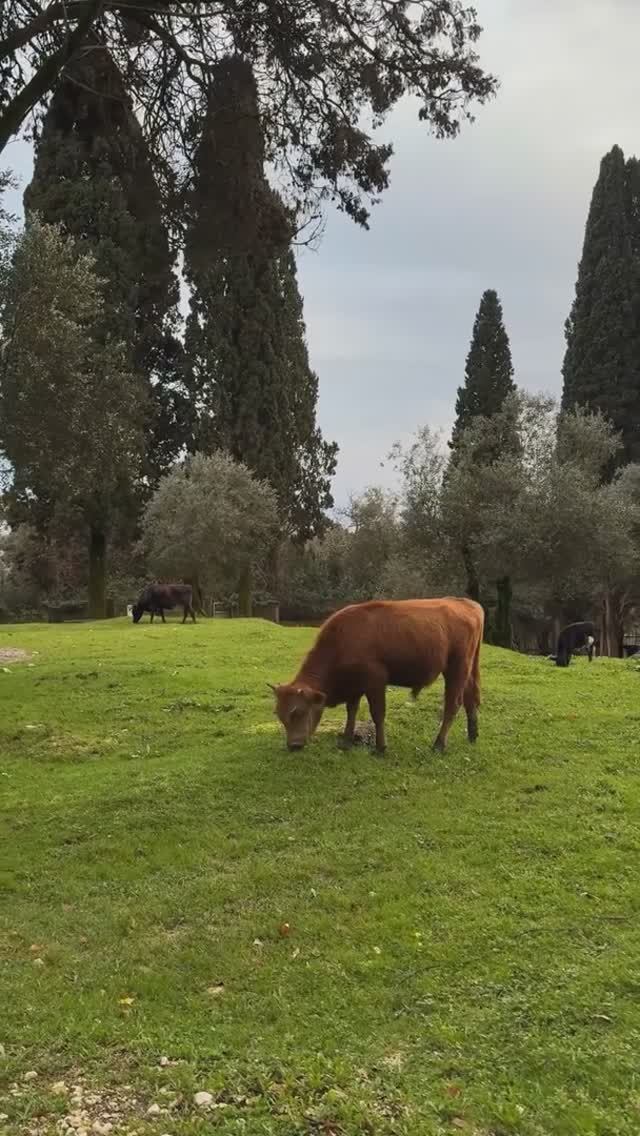 Вкратце о погоде в Абхазии сегодня (16 марта, ВЕСНА-2026)