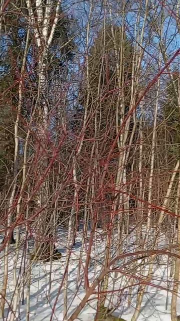 Приход весны 🌸