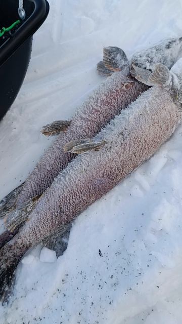 бывает ли щука лохматой?#простоЗАХАРЫЧ