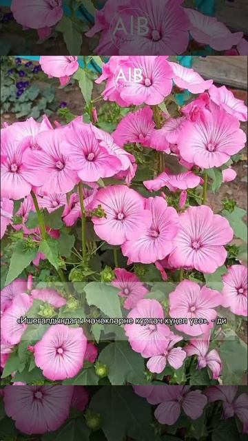 Салагышта яшәүче Чулпан Латыйпова Әгерҗе районындагы иң оста бакчачыларның берсе