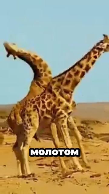 Битва жирафов.Почему жирафы дерутся шеями?#жираФ #животные #природа