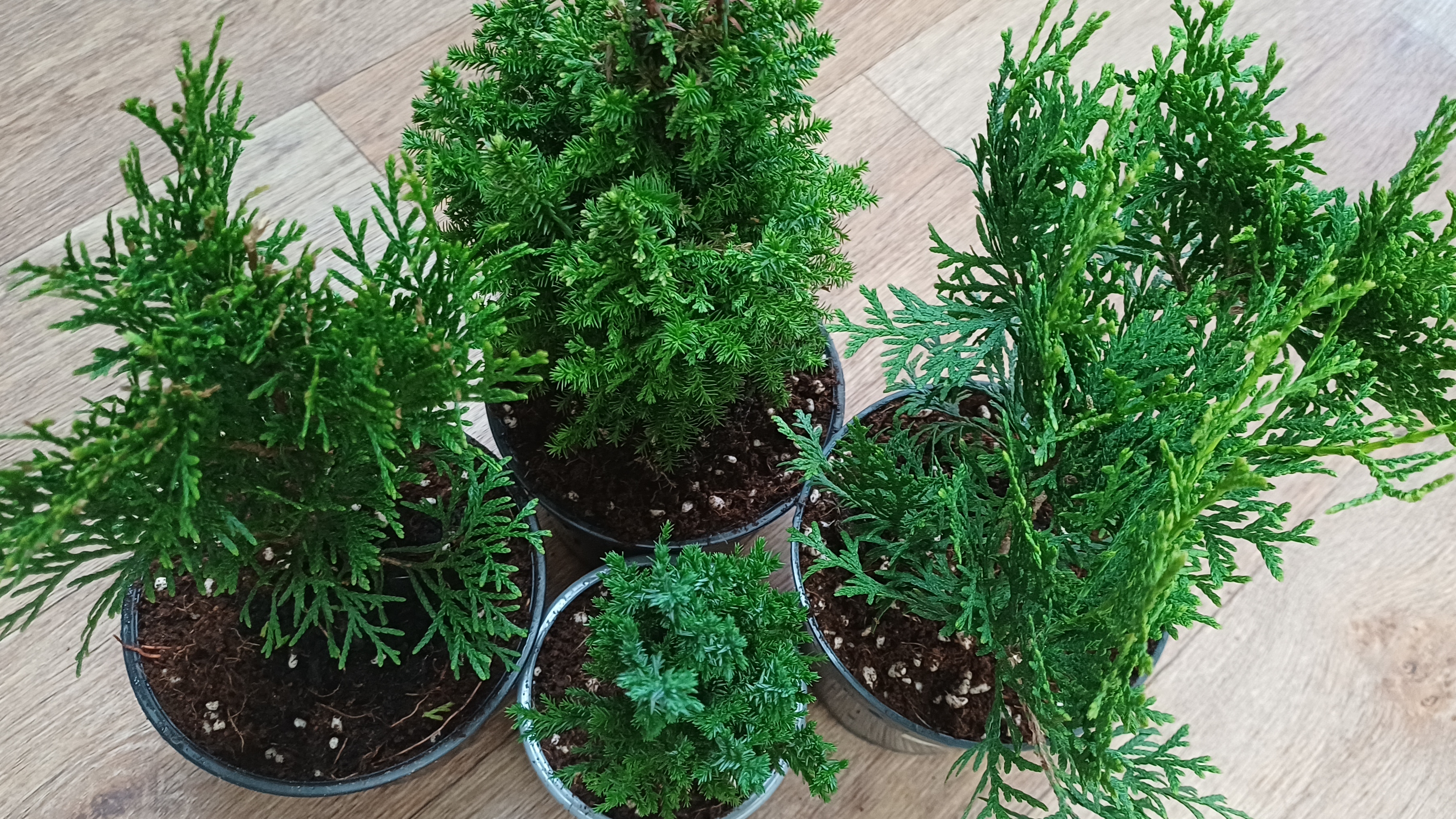 Купили хвойники на дачу😉🌲🌲🌲