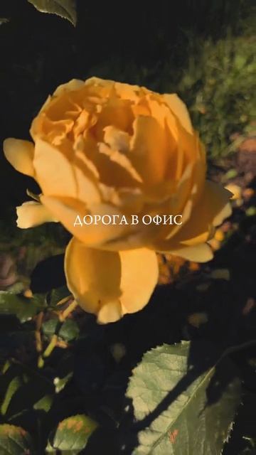 дорога в офис