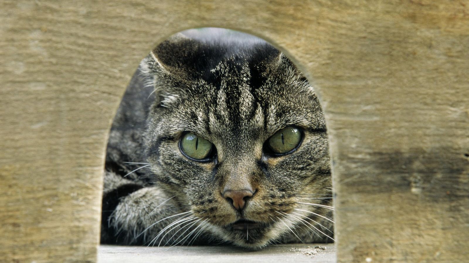 Higher Nervous Activity_English