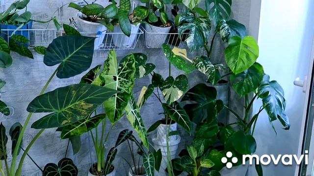 МОЙ ЦВЕТОЧНЫЙ УГОЛОК.КОМНАТНЫЕ РАСТЕНИЯ(ЦВЕТЫ).