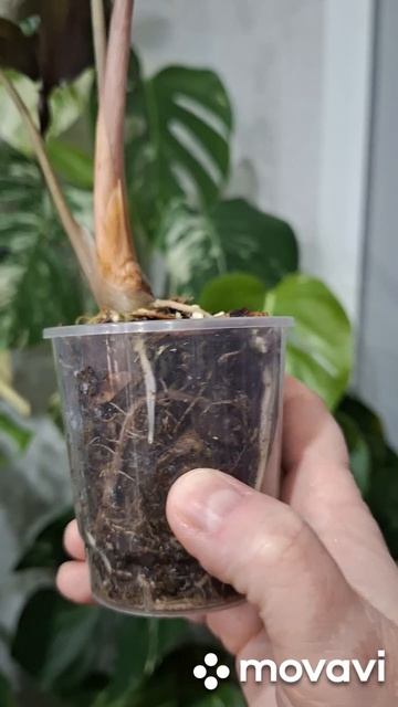 АЛОКАЗИЯ ВЕНОМ.КОМНАТНЫЕ РАСТЕНИЯ(ЦВЕТЫ).