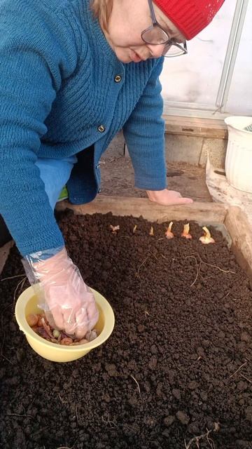 Сажаю лук на зелень в теплицу. Присоединяйтесь!