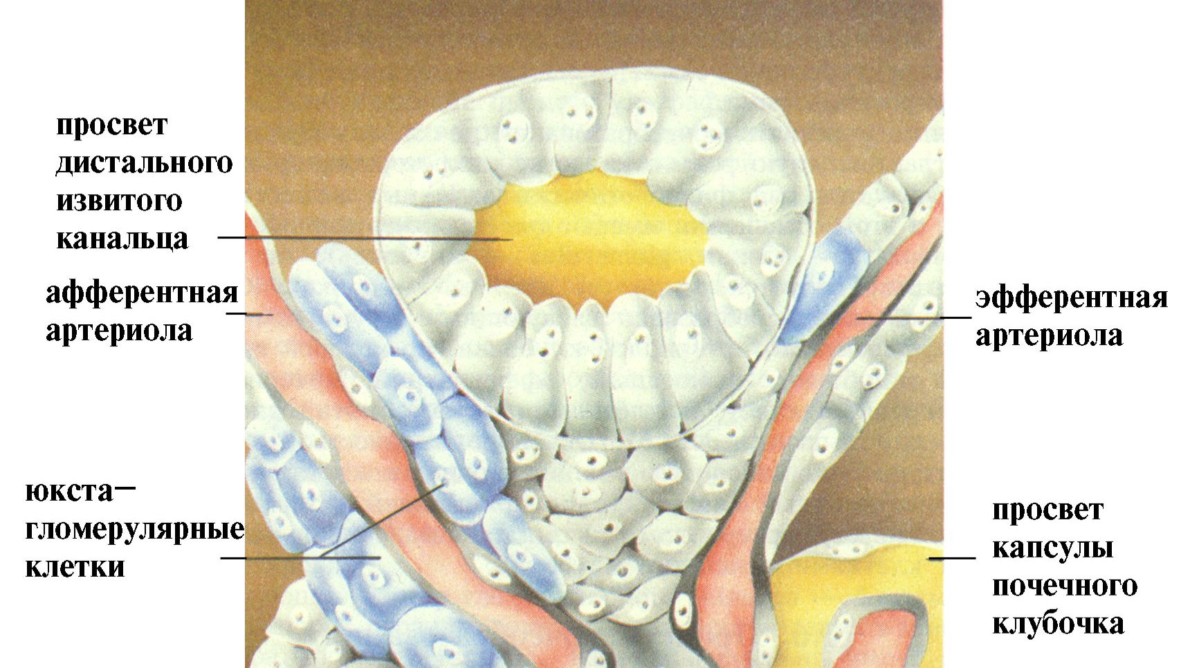 Kidney1_Medicine_English