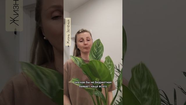 Новые растения 16.03.26 - Стрелиция Николая, Аглаонема, Пальма Хризалидокарпус, шикарный фикус Хлоя