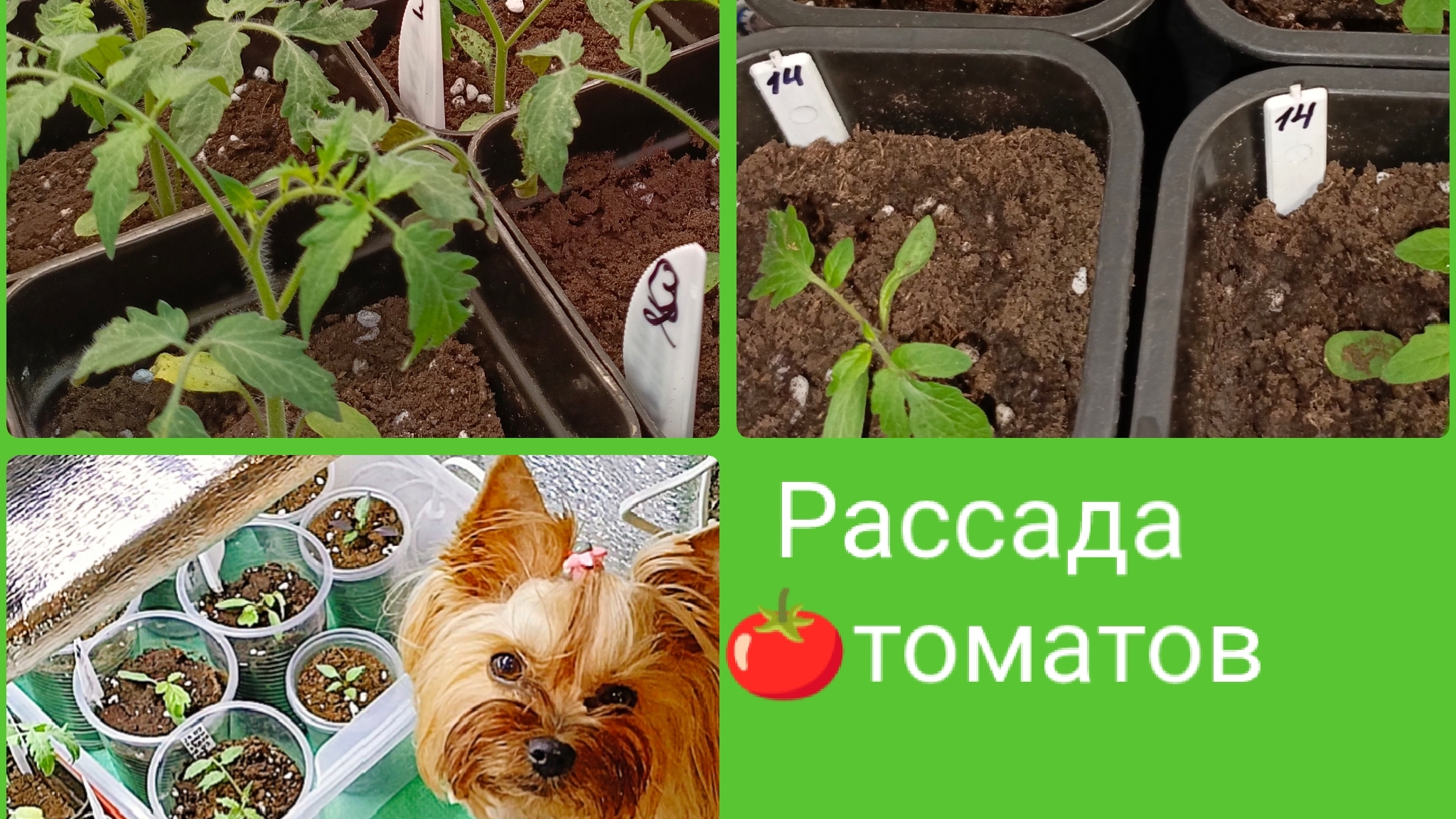 Рассада томатов, март 2026