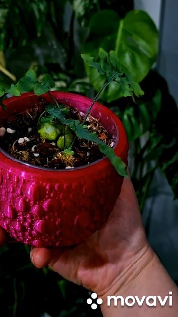 ПАПОРОТНИК ЛЕКАНОПТЕРИС.КОМНАТНЫЕ РАСТЕНИЯ(ЦВЕТЫ).