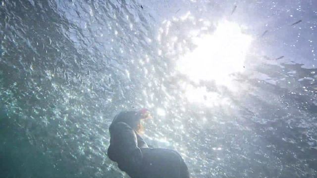 Филлипины. Панглао. Плавание с сардинами на пляже Каликасан.