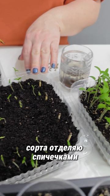 помидоры сею просто.mp4