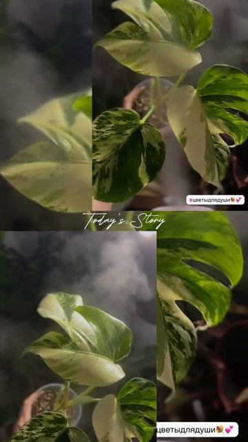 Цветы, комнатные растения Монстера Цветы для души