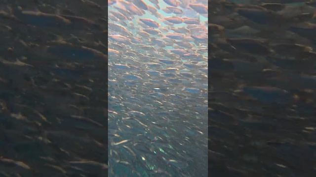 Путешествие длинною в год. День 38й. Филлипины. Плавание с сардинами на пляже Каликасан. Панглао.