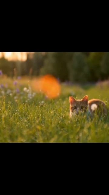 #котики #милые_котики #домашние_кошки #пушистые_друзья