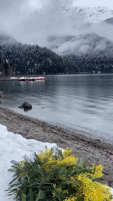 Весенний контраст Абхазии - нежная мимоза и величественная Рица (март, ВЕСНА-2026)