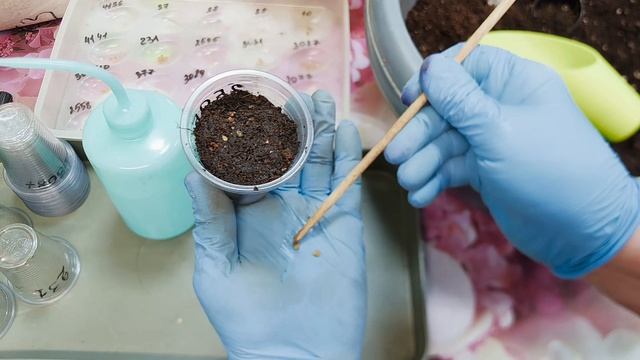 посев индетерминантных томатов