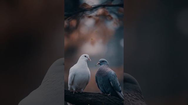 Не гони меня