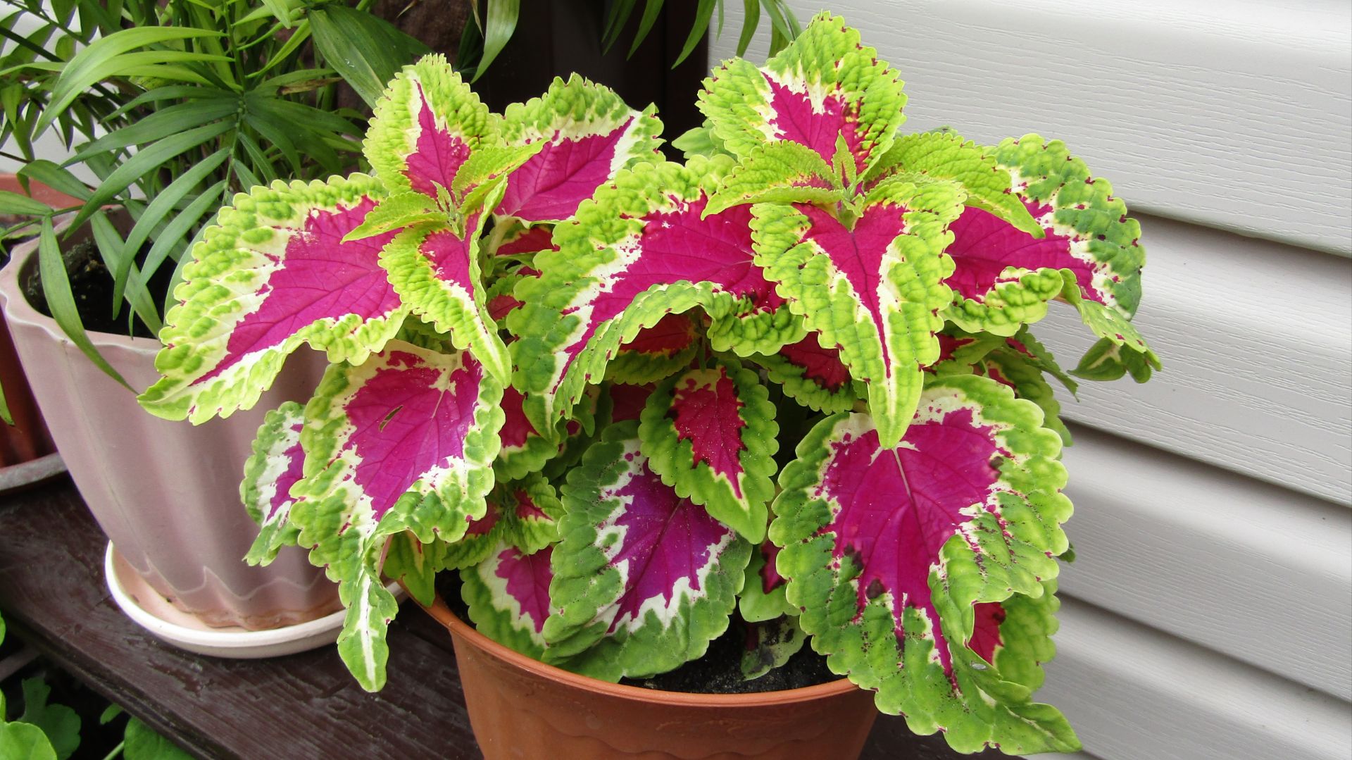 Черенкование колеусов и пеларгоний