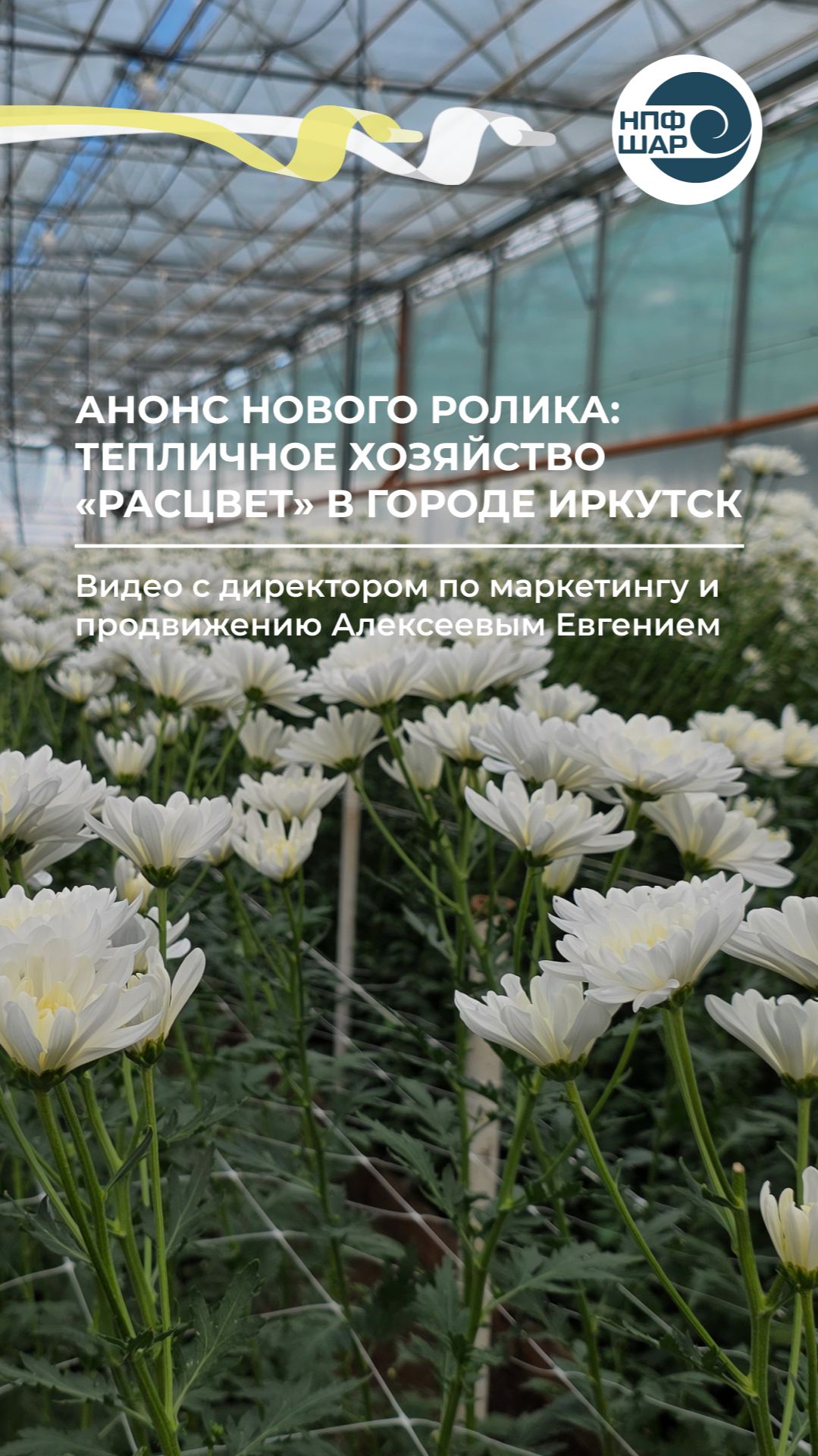 Тепличный комплекс «Расцвет» в Иркутске цветы под плёнкой СВЕТЛИЦА™ 🌱