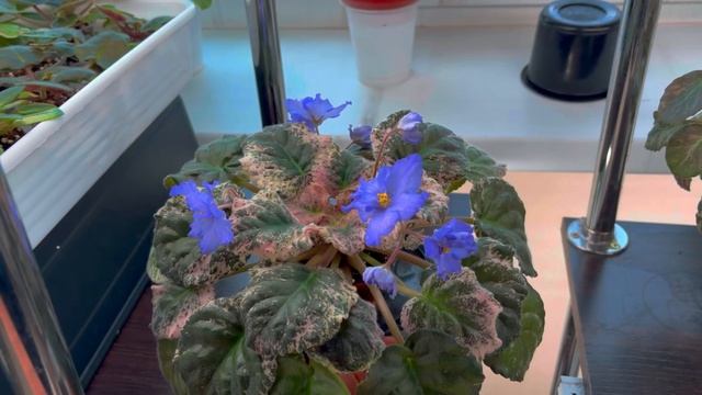 Обзор фиалок в цветочной комнате за 18.03.