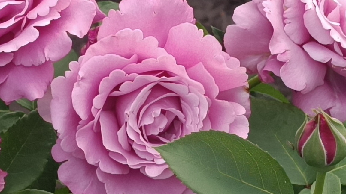 Мои розы Шакенборг, Мидсаммер, Керио и первогодочки...