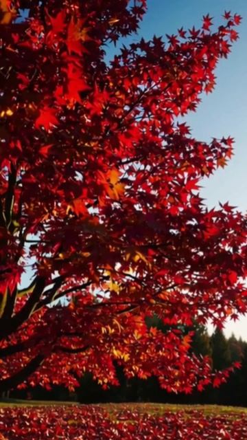 #природа #дикоеприедк #растительность #фотоприроды #путешествия #красотыприроды