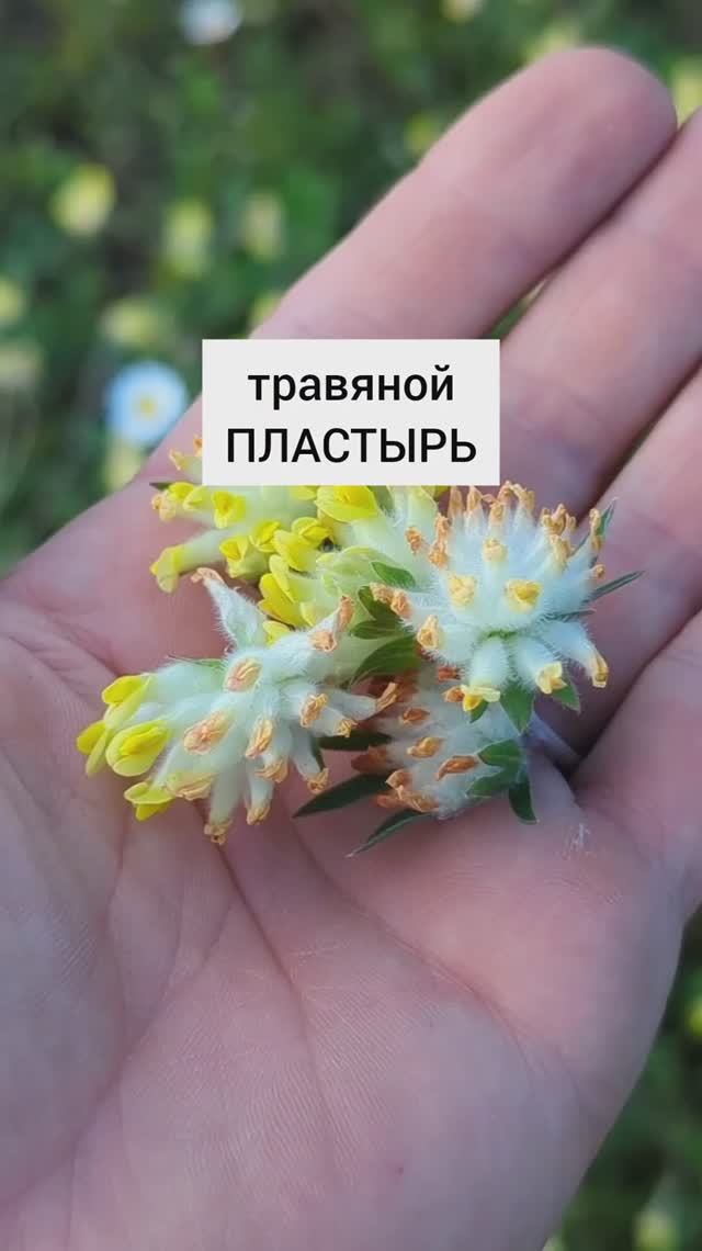 травяной пластырь