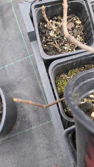 Обрезка метельчатой гортензии в контейнере