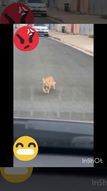 #юмор #шуточное #прикол ,животные,котики