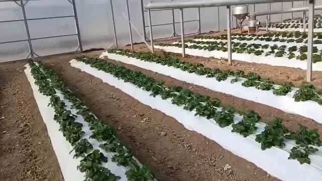 Сорт Мурано в теплице, начало цветения , Белореченский район