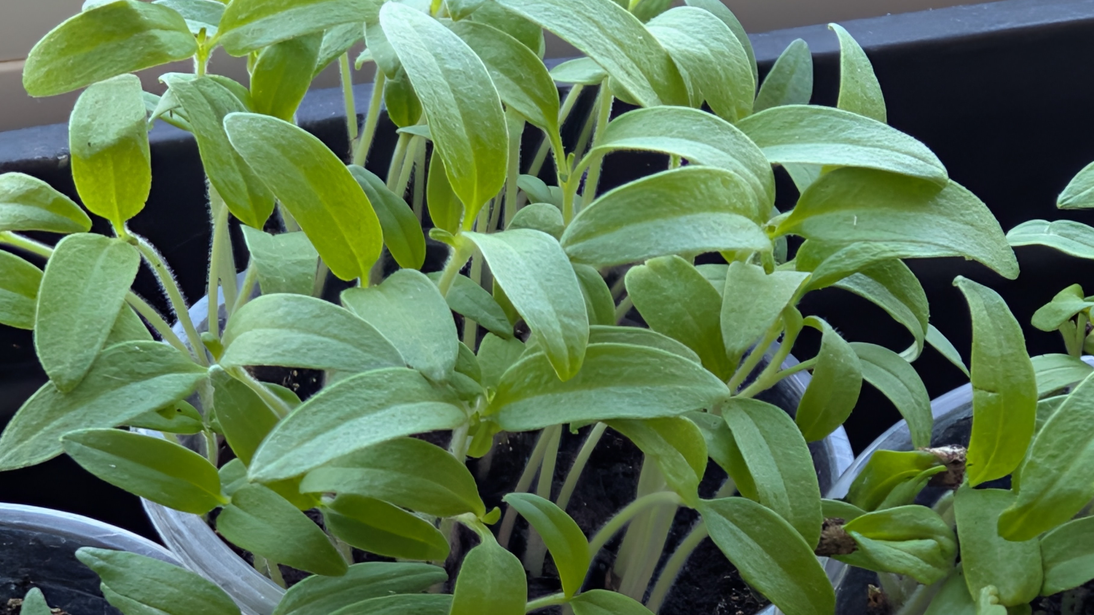 Обзор рассады.Взошел через 10 дней,кто то выскочил на третий.