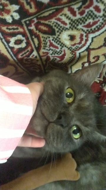 я лажусь спать