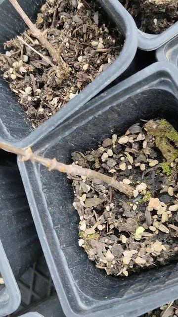 Результат зимовки метельчатой гортензии