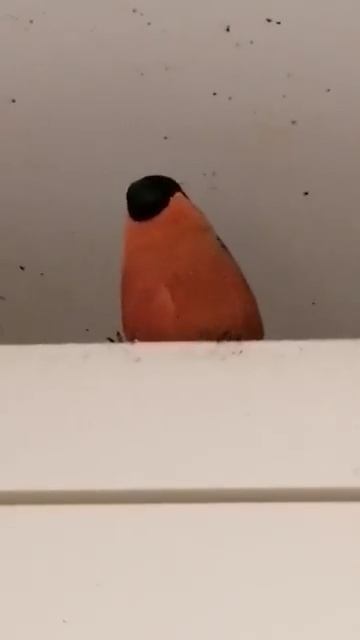 Пение кавказского снегиря