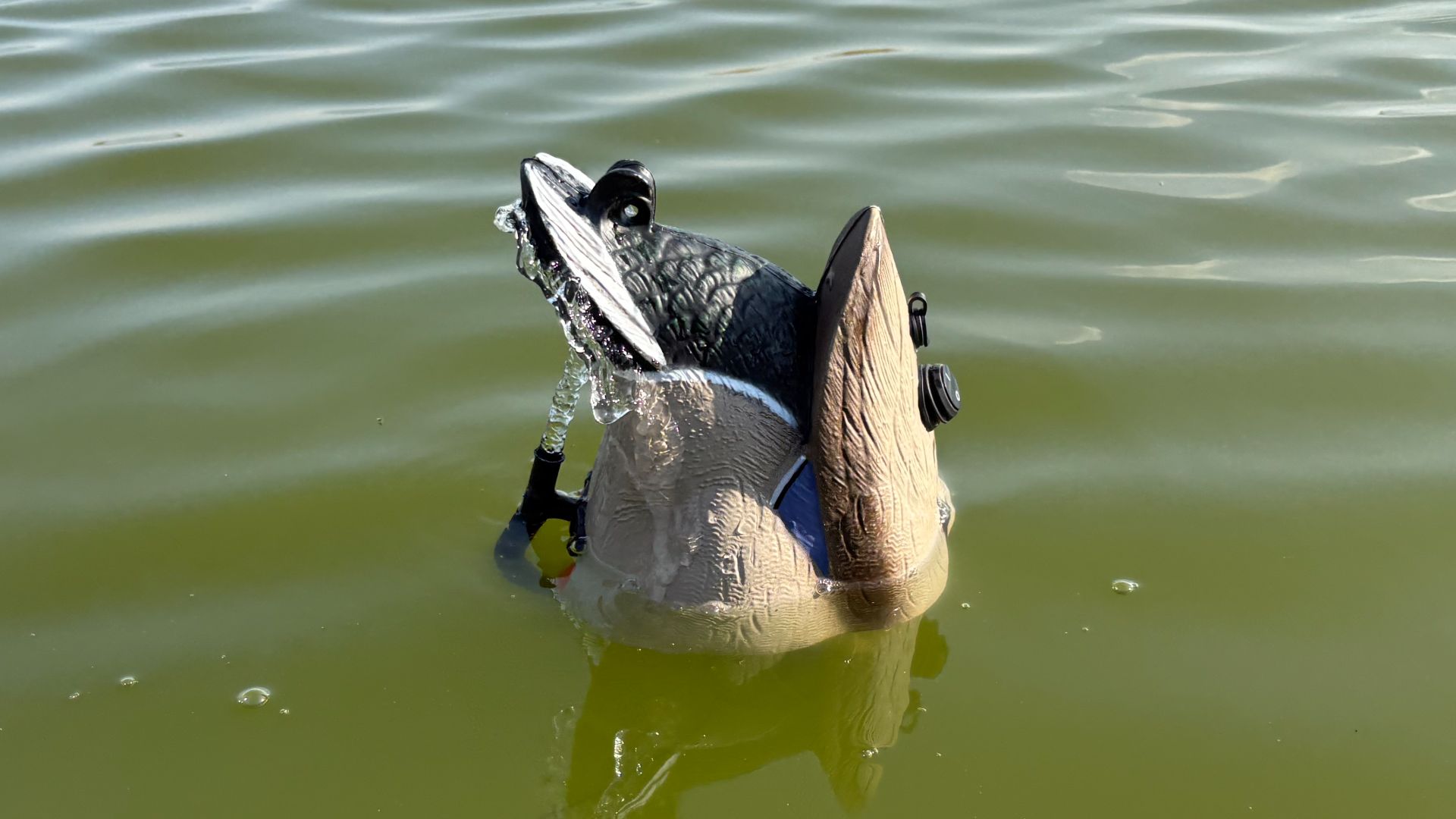 Активный хвостик 