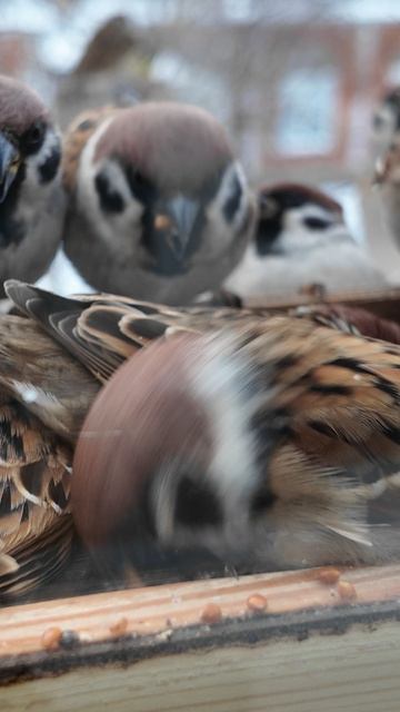 Воробьи в кормушке на окне зимой