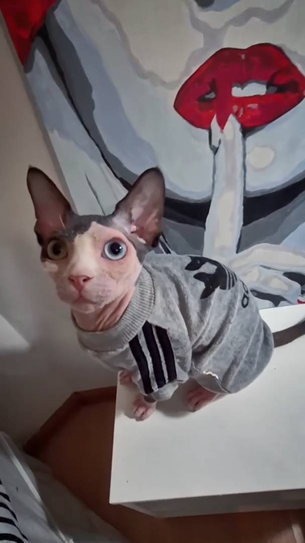 Лучше сфинкса нет  ✌︎㋡