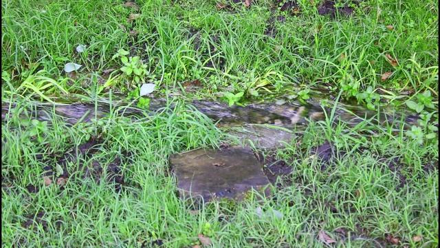 Природа.Рязанская область.26.07.2025.