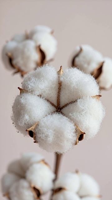 Красота хлопка: природа в каждом волокне #хлопок #природа #дизайн
