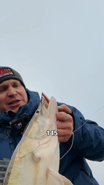 Фиолетовый 145-й Whiphead под «натуралочку» и судак «под четверочку»🔥🤩 #teammida