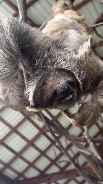 Коричневогорлый ленивец чешется после пробуждения  
#ленивец #животные #топ #рек #милота #чудо #крас