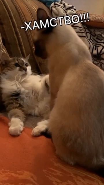 Удивительные животные !!! #юмор #кошки