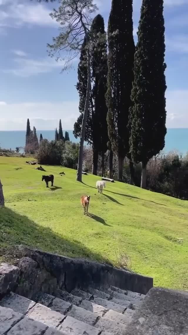 Абхазия, атмосфера Нового Афона сегодня (19 марта, ВЕСНА-2026)