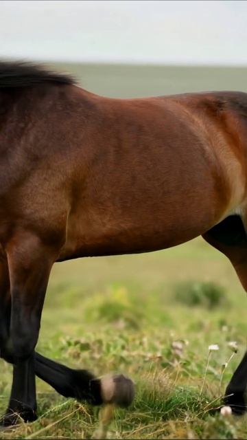 Красивый конь на лугу #лошади #природа #животные