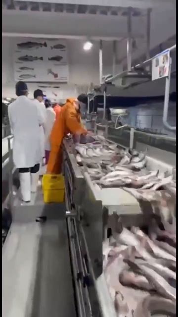 Дипломатия в действии: китайские партнеры оценили российское производство рыбной продукции