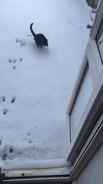 Зимняя прогулка