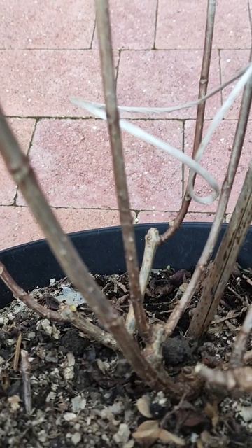 Обрезка метельчатой гортензии в контейнере