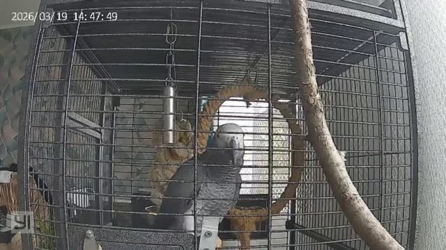 Главное что бы ночью не заговорил #жиза #белгород #ракетная #опасность #говорящийпопугай #жако #мира